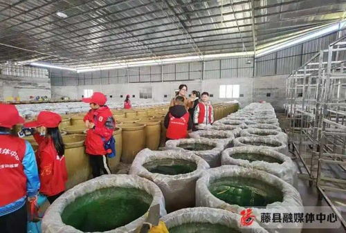 藤縣萃香食品廠 畜牧漁業(yè)飼料的創(chuàng)新與責(zé)任