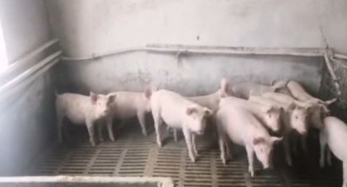 畜牧部門多措并舉應對暴雪 備足飼料、強化防寒，保障畜牧漁業平穩運行