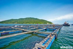 廣東珠海發布水產養殖臺風災后恢復生產技術措施要點，助力畜牧漁業飼料銷售與產業復蘇