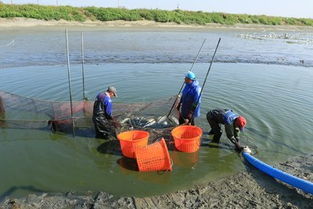 2019臺灣專業(yè)漁畜技術(shù)展 精準(zhǔn)布局，掘金上億畜牧漁業(yè)飼料銷售新商機(jī)