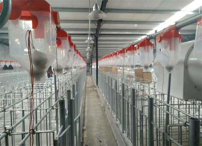 六盤水豬場全自動供料塞片料線 現(xiàn)代畜牧漁業(yè)的高效飼料解決方案